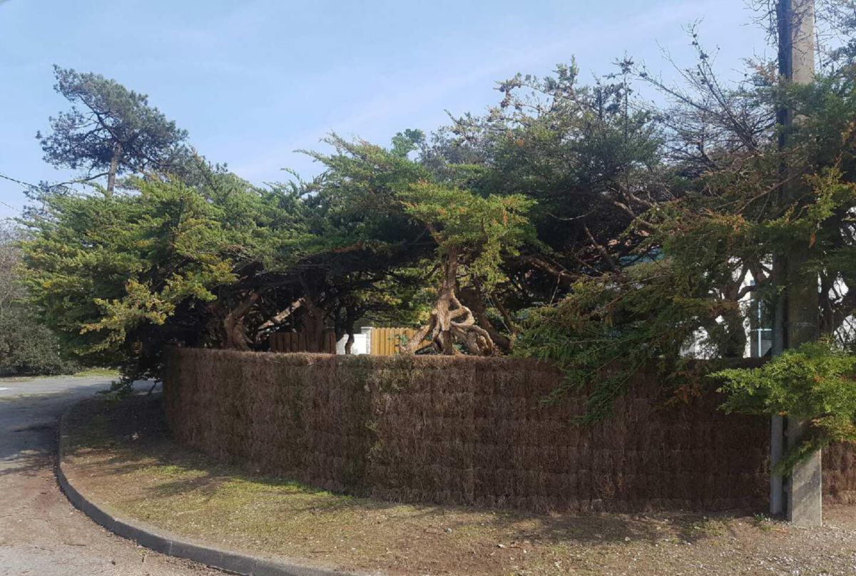 Fabricant De Brande Dans Les Landes Brande fabrication artisanale française panneau épaisseur 5 à 8cm largeur  1m hauteur 1,00m - AQUITAINE CLOTURE